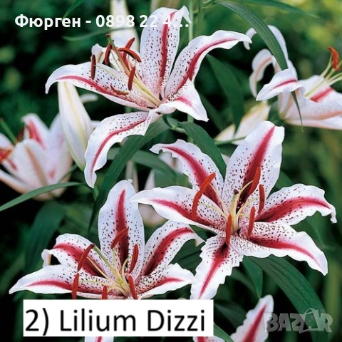 Луковици на Лилиум Приемаме поръчка за след 25 ти февруари 2026г, снимка 4 - Разсади - 53058732