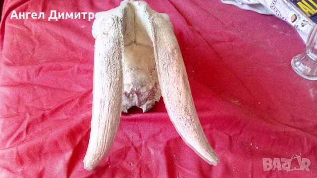 Череп от сръндак , снимка 4 - Антикварни и старинни предмети - 38115260
