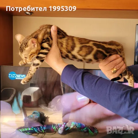 Бенгалско коте, снимка 5 - Бенгалски - 47651311