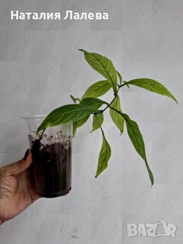 Пахистахис, Pahistahis lutea, снимка 3 - Стайни растения - 52970739