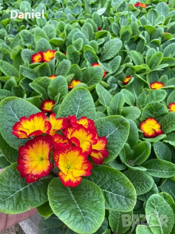 Иглика, снимка 11 - Градински цветя и растения - 53354409