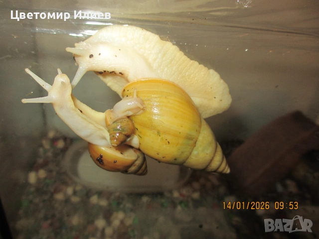 Гигантски Африкански охлюви, снимка 10 - Други животни - 51624191