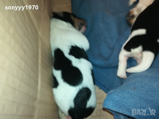 ДЖАК РЪСЕЛ-БЕБЕТА ПО 250ЛВ 1508251800, снимка 18 - Джак ръсел териер - 51378172