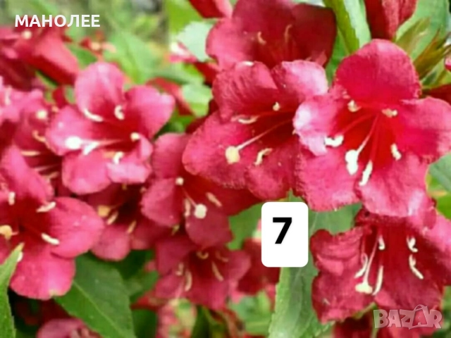 50 РЕЗНИКА В ЕДИН ПАКЕТ /видове по избор/ ЗА 20 ЛВ., снимка 8 - Градински цветя и растения - 51618754