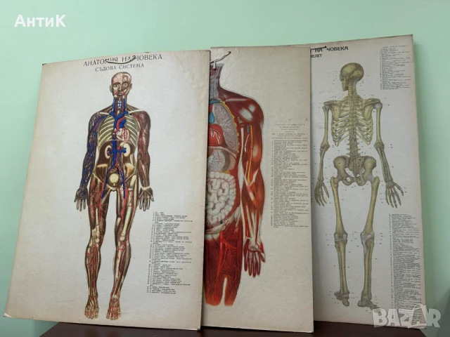 Соц Анатомични Медицински Плакати