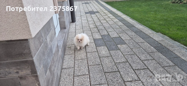 Мъжко померанче,померан, снимка 4 - Померан - 52774921