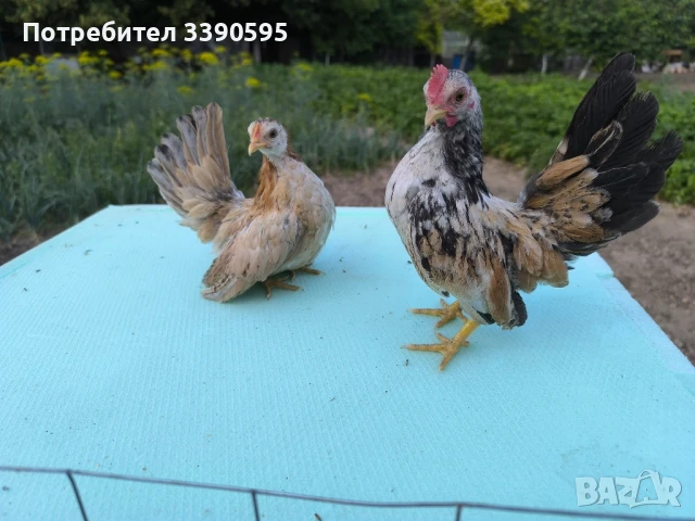 Серами Испенч Бантам Струмски Бантам и Шабо , снимка 6 - други­ - 51348256