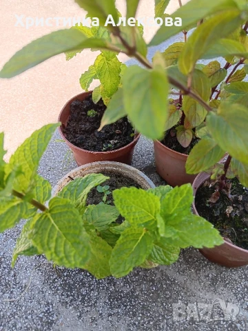 Мента, босилек и розмарин, снимка 1