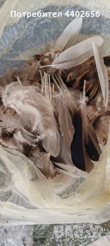 Пера от диви патици за Мухарски риболов , снимка 4 - Стръв и захранки - 49695686