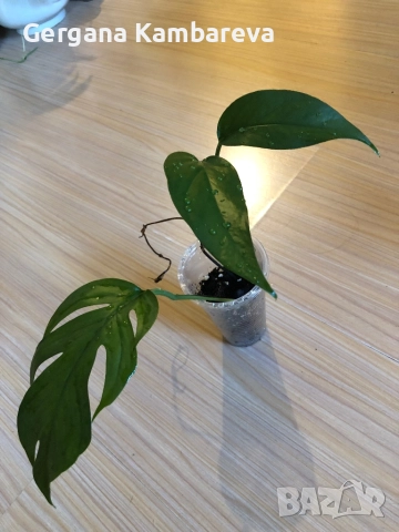 Epipremnum pinnatum Baltic Blue 