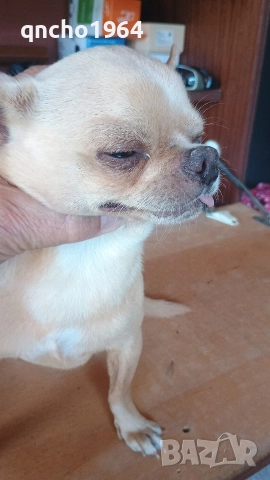 чихуахуа мъжки 