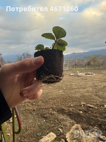 Разсад Ягоди сорт Дели, снимка 3 - Разсади - 52770246