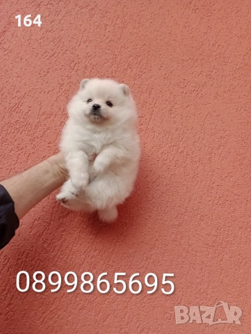 Женски Померани. Снимки от 18.02.26 г., снимка 3 - Померан - 53494380