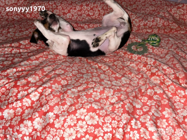 ДЖАК СЛАДКО МОМИЧЕ 0512251549, снимка 6 - Джак ръсел териер - 52663515