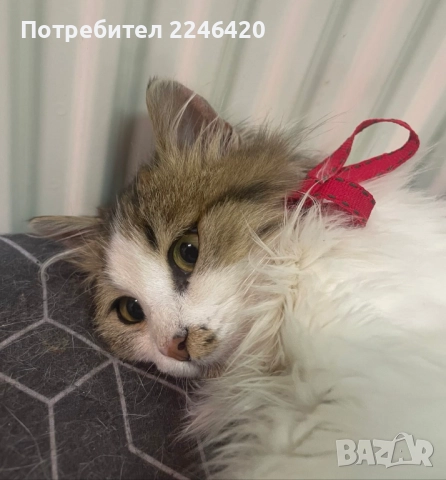 4/5-месечно момиченце търси дом!, снимка 4 - Други - 52978378