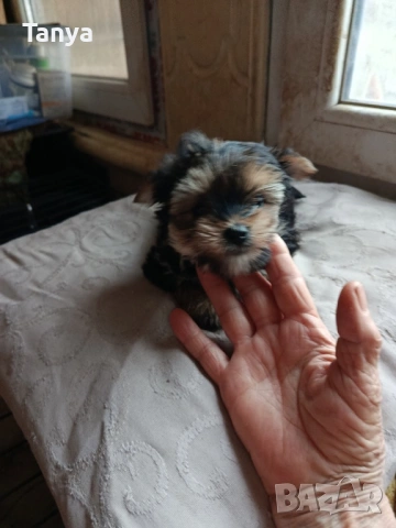 Йоркширски териер , снимка 3 - Йоркширски териер - 53275159