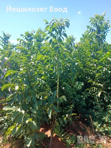 Орехови фиданки. Orehovi fidanki, снимка 6 - Разсади - 51818767