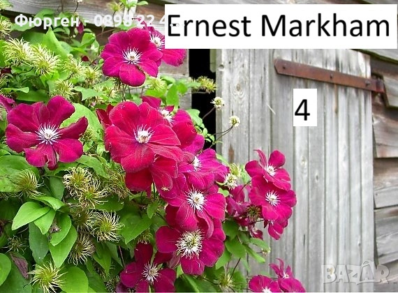 Клематис налични 33 вида, снимка 5 - Разсади - 48740865