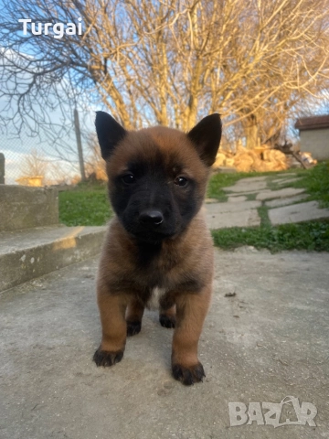 Продавам Белгийски Овчарки