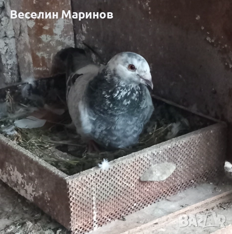 продавам  шуменски  гьлаби  и  американски храна4и, снимка 16 - Гълъби - 50969461