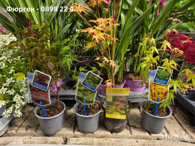     Ацер - Санго Каку, снимка 4 - Разсади - 50635847
