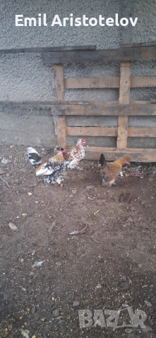 Бреговски джинки , снимка 2 - Кокошки и пуйки - 52465650