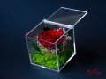 Естествена Вечна Роза в Акрилна Кутия / Уникален Подарък за Рожден Ден / Жива Вечна Роза в Кутия, снимка 9