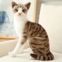 Плюшена Сиамска котка Американска късокосместа Котка , снимка 2