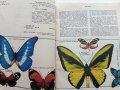 Они должны жить - Бабочки - Н.И.Кочетова - 1990г., снимка 3