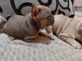 френски булдог -булдочета , снимка 7