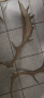 Рога от елен лопатар (Dama dama)., снимка 2
