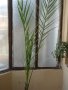 Финикови палми, снимка 1 - Стайни растения - 36768284