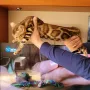 Бенгалско коте, снимка 5