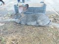 Продавам зайци  великани, снимка 6