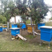 Пчелни семейства дб и отводки, снимка 1 - За пчели - 44906574