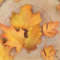 4 бр листа листо есенни есенно борови сет пластмасови резци форми за фондан тесто торта украса резец, снимка 2 - Форми - 35143742