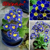 100 бр редки семена от цвете цветя синя вечерна иглика лесни за засаждане в градината градински деко, снимка 6 - Стайни растения - 37707697
