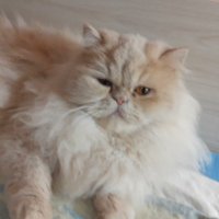 Женска персииска котка търси партньор, снимка 9 - Персийска - 42976080