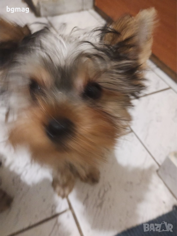 йоркширски териер йорки момиче , снимка 1