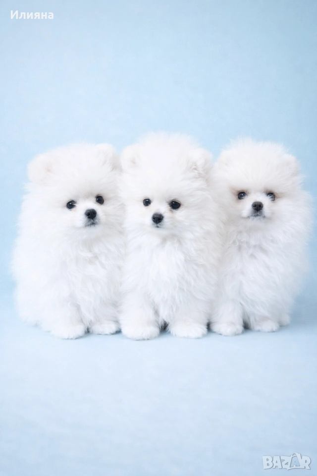 Померан мъжки и женски , снимка 1