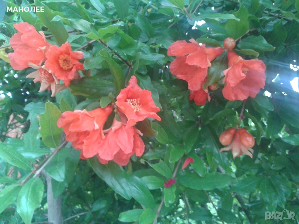 🍉🍍🍇НАР-това е вкус,здраве и красота🎁💐🌼, снимка 1