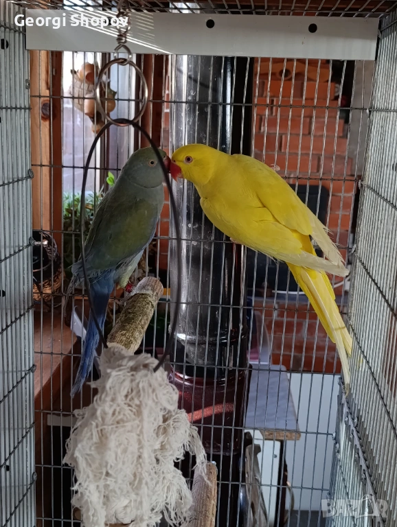 Малак Александър , снимка 1