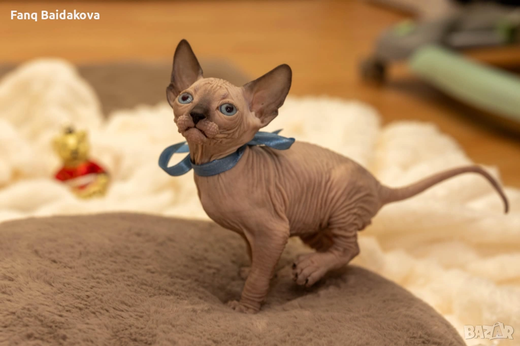 Мъжка котка сфинкс, снимка 1