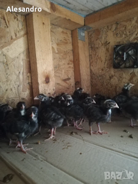 Мъжки пилета Супер Харко, снимка 1