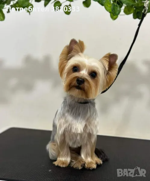 Мъжко Йорки за разплод, снимка 1