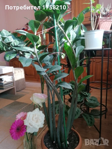 Цвете Замиокулкас, снимка 1