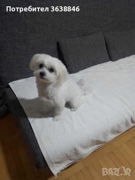 мини малтийска болонка(теакъп), снимка 1