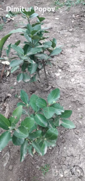 Евонимус, снимка 1