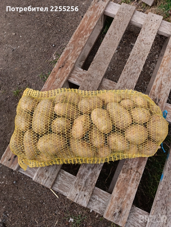 Картофи 10кг-20кг и семе Сорт сорая  , снимка 1