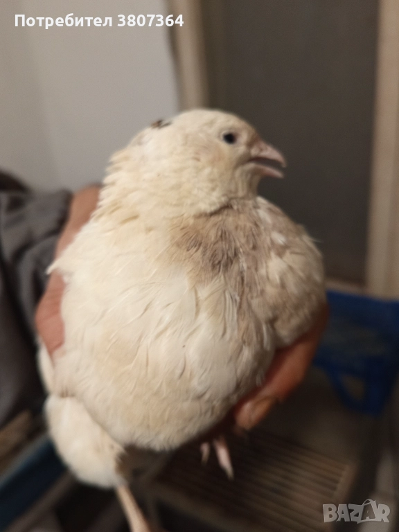 Продавам мъжки Манджурски и Тексаски Бройлерен пътпъдъци 3 лева за брой , снимка 1